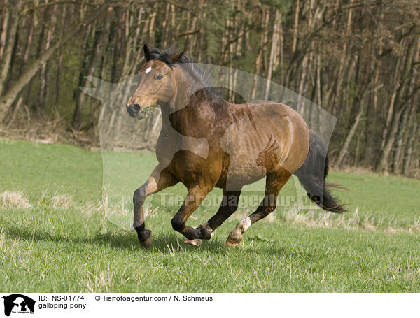 galoppierender Pony-Mix / galloping pony / NS-01774