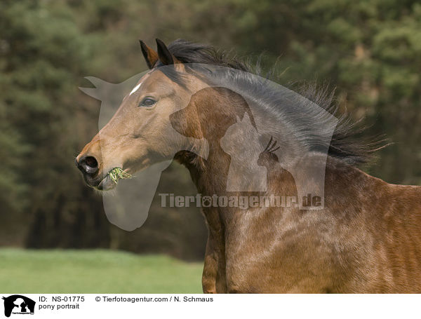 Pony-Mix Portrait / pony portrait / NS-01775