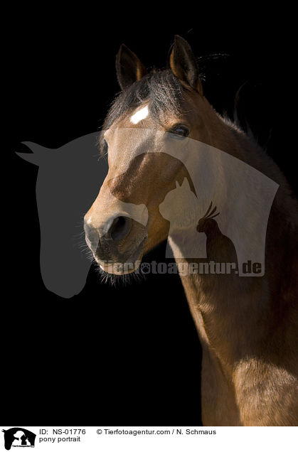 Pony-Mix Portrait / pony portrait / NS-01776