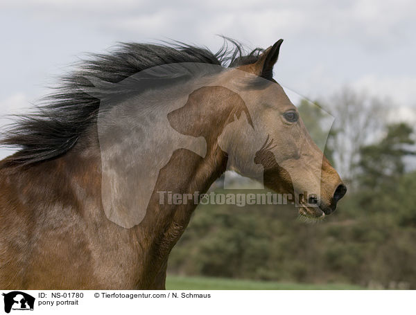 Pony-Mix Portrait / pony portrait / NS-01780