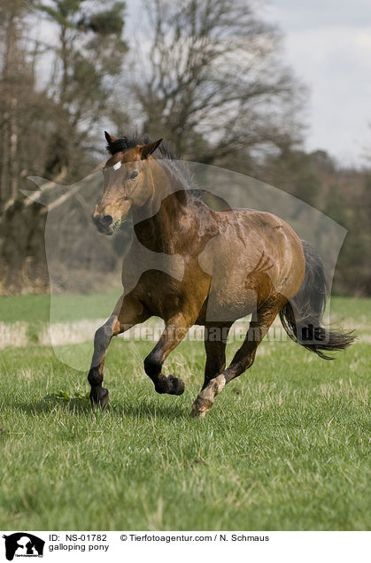 galloping pony / NS-01782