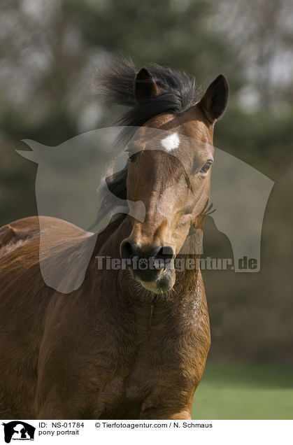 Pony-Mix Portrait / pony portrait / NS-01784