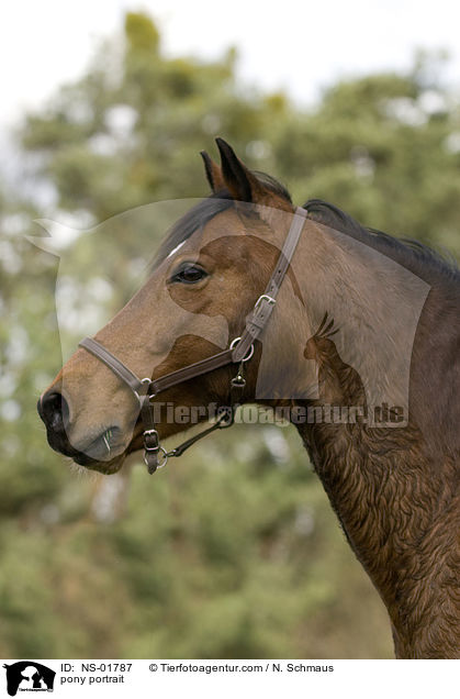 Pony-Mix Portrait / pony portrait / NS-01787