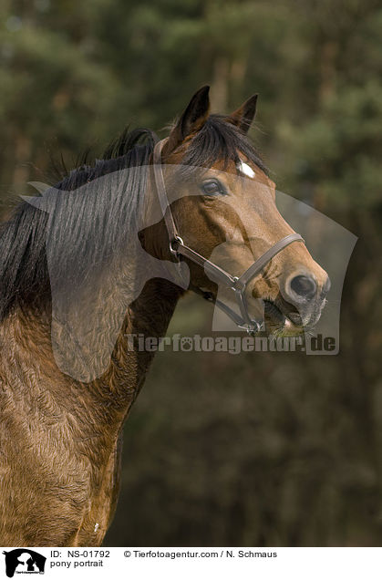 Pony-Mix Portrait / pony portrait / NS-01792