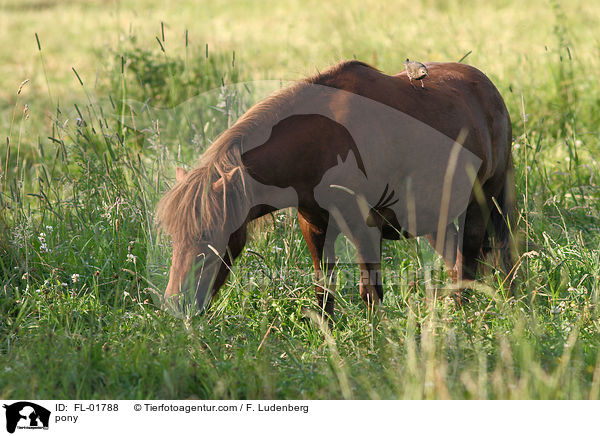 Vogel sitzt auf Pony / pony / FL-01788