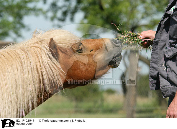fressendes Pony / eating pony / IP-02547