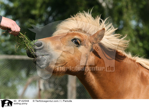 fressendes Pony / eating pony / IP-02548