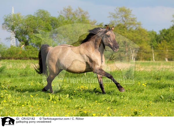 galoppierender Pony-Mix / galloping pony crossbreed / CR-02182