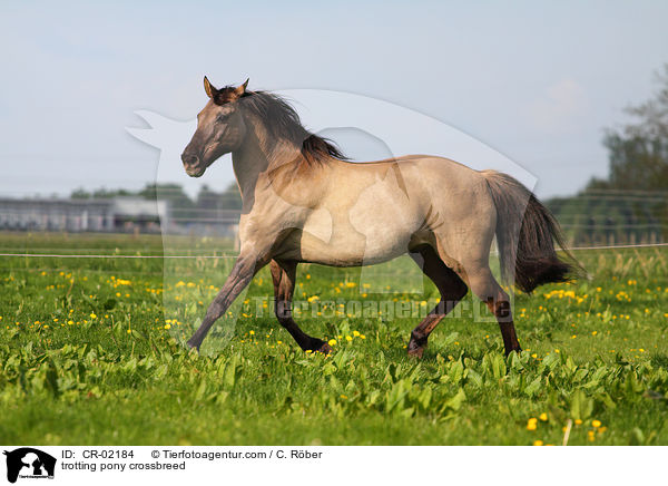 trabender Pony-Mix / trotting pony crossbreed / CR-02184