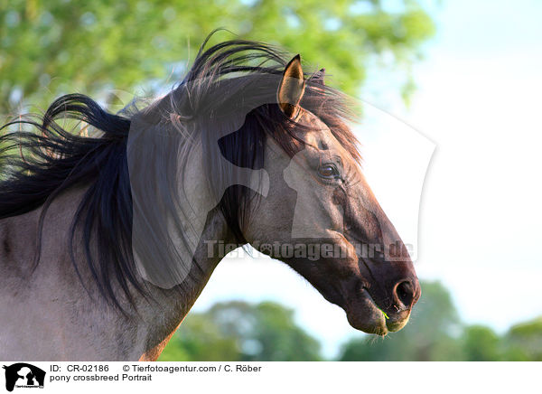 Pony-Mix Portrait / pony crossbreed Portrait / CR-02186