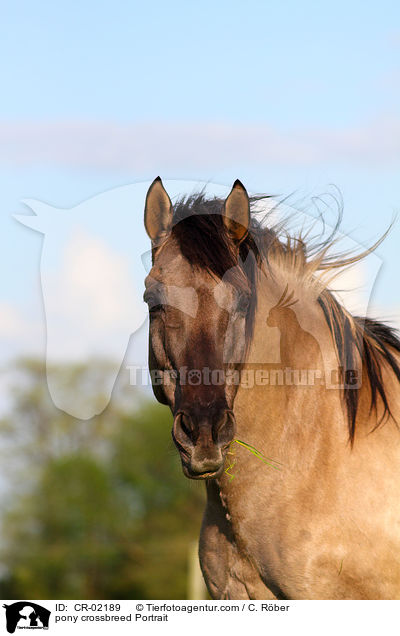 Pony-Mix Portrait / pony crossbreed Portrait / CR-02189