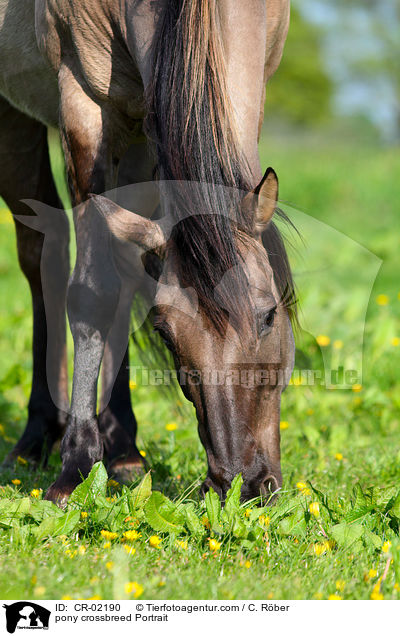 Pony-Mix Portrait / pony crossbreed Portrait / CR-02190