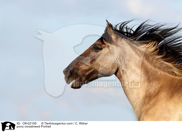 Pony-Mix Portrait / pony crossbreed Portrait / CR-02195