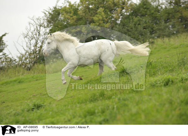 galoppierender Pony-Mix / galloping pony / AP-08695