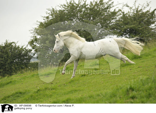 galoppierender Pony-Mix / galloping pony / AP-08696