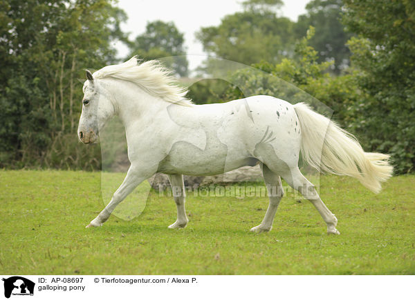 galoppierender Pony-Mix / galloping pony / AP-08697