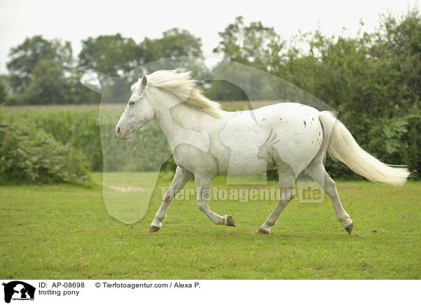 trabender Pony-Mix / trotting pony / AP-08698