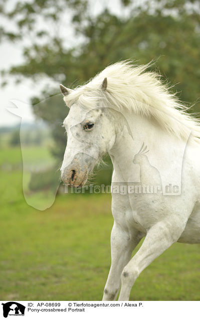 Pony-Mix Portrait / Pony-crossbreed Portrait / AP-08699