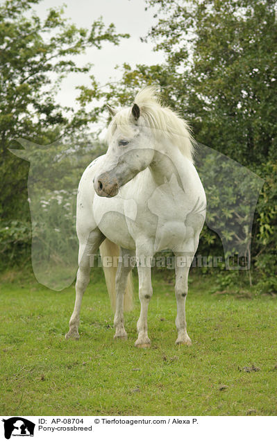 Pony-Mix / Pony-crossbreed / AP-08704