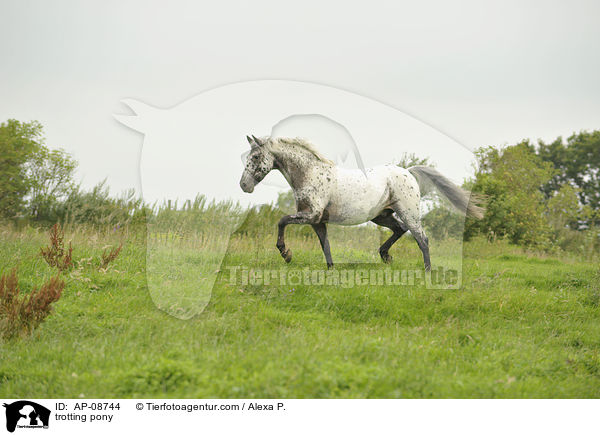 trabender Pony-Mix / trotting pony / AP-08744