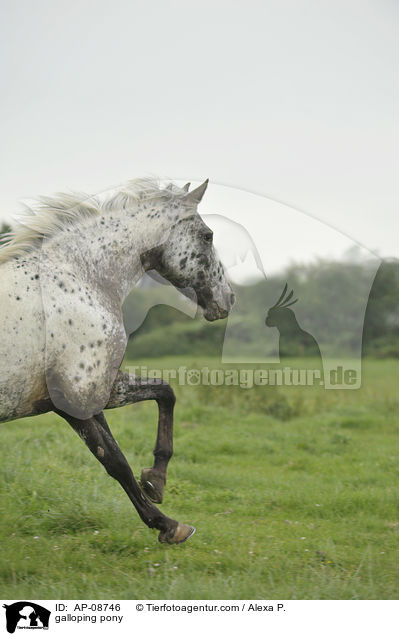 galoppierender Pony-Mix / galloping pony / AP-08746
