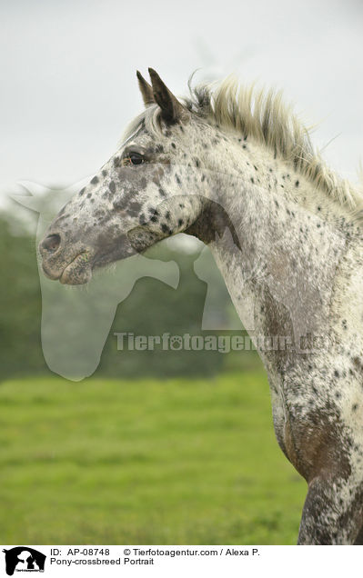 Pony-Mix Portrait / Pony-crossbreed Portrait / AP-08748