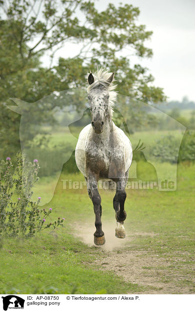 galoppierender Pony-Mix / galloping pony / AP-08750
