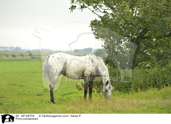 Pony-Mix / Pony-crossbreed / AP-08754