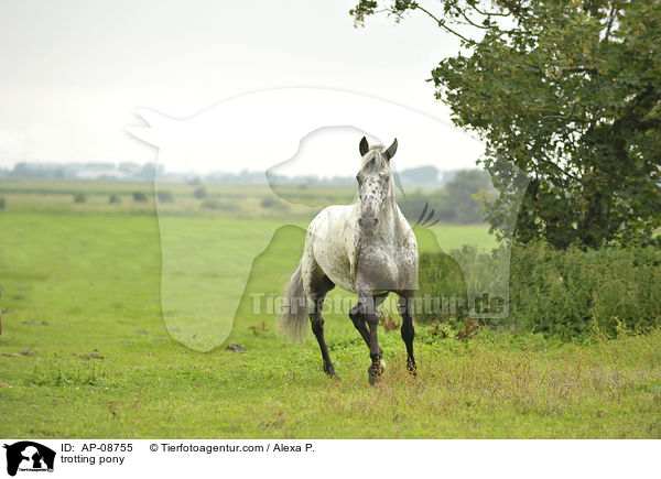 trabender Pony-Mix / trotting pony / AP-08755
