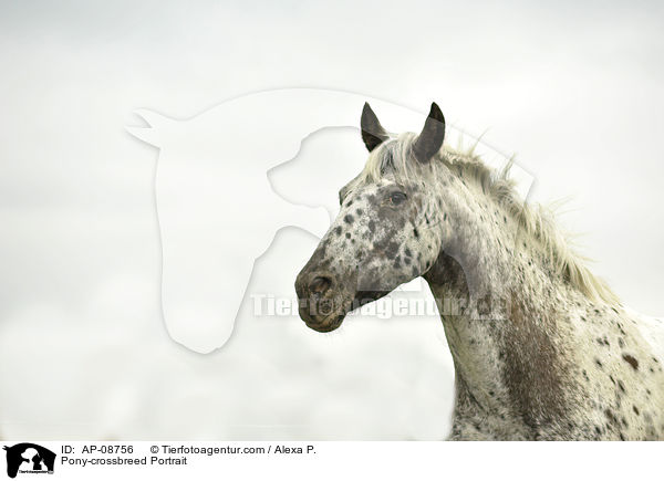 Pony-Mix Portrait / Pony-crossbreed Portrait / AP-08756