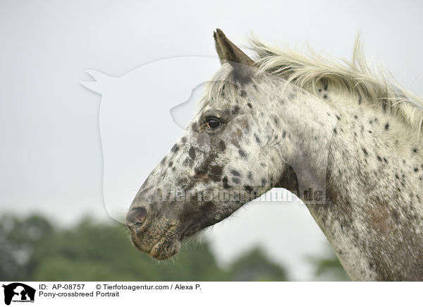 Pony-Mix Portrait / Pony-crossbreed Portrait / AP-08757