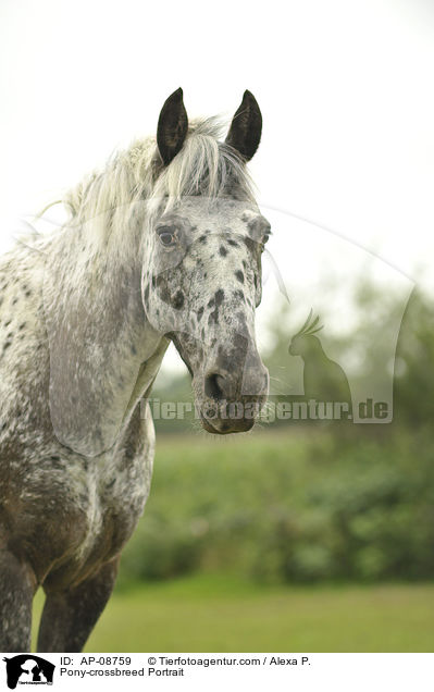 Pony-Mix Portrait / Pony-crossbreed Portrait / AP-08759