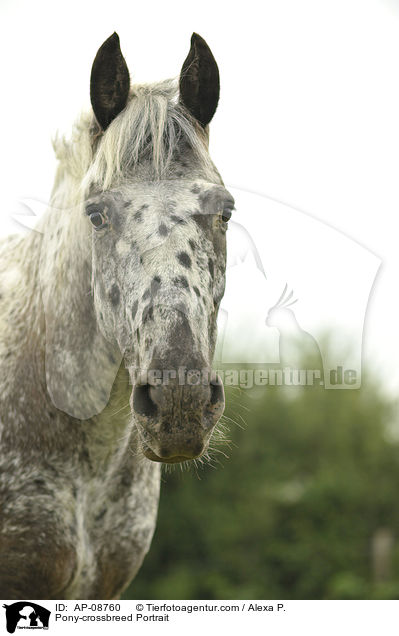 Pony-Mix Portrait / Pony-crossbreed Portrait / AP-08760