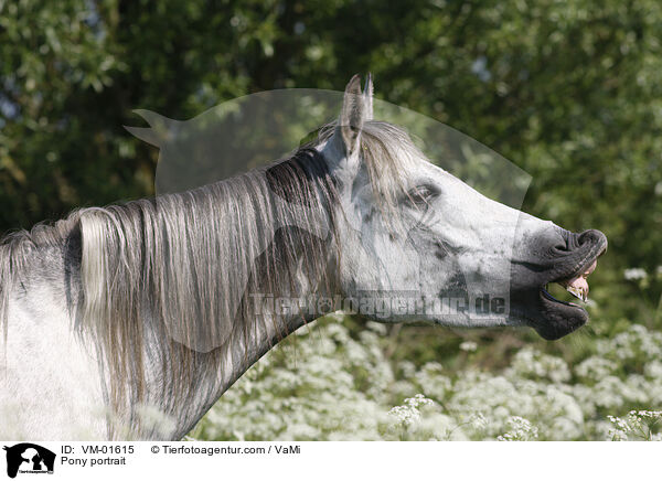 Pony portrait / VM-01615