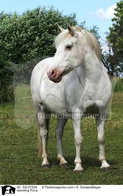 standing Pony / SS-27528