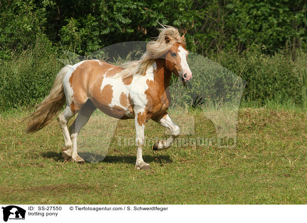 trotting pony / SS-27550