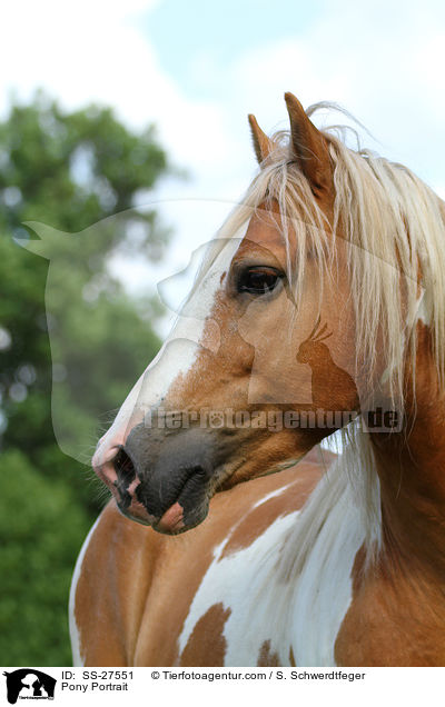Pony Portrait / SS-27551