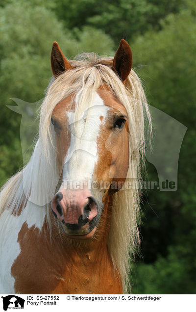 Pony Portrait / SS-27552