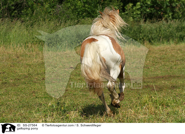 galloping pony / SS-27564