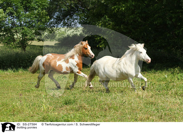 trotting ponies / SS-27584