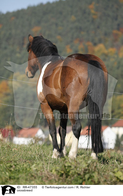 Islnder-Haflinger-Mix / crossbreed / RR-47355