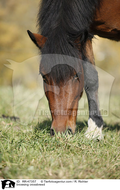 fressender Islnder-Haflinger-Mix / browsing crossbreed / RR-47357