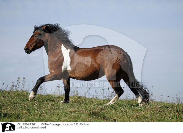 galoppierender Islnder-Haflinger-Mix / galloping crossbreed / RR-47361