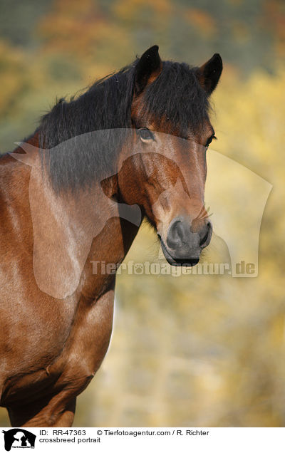 Islnder-Haflinger-Mix Portrait / crossbreed portrait / RR-47363