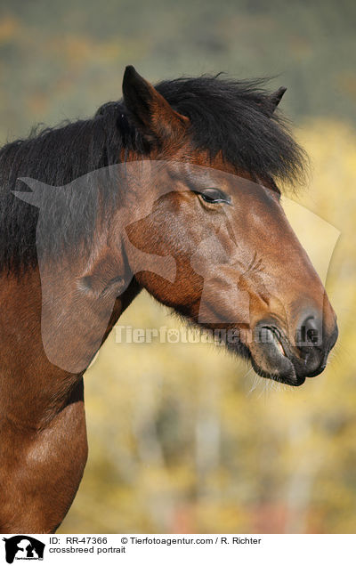 Islnder-Haflinger-Mix Portrait / crossbreed portrait / RR-47366