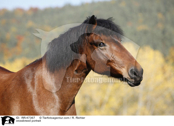 Islnder-Haflinger-Mix Portrait / crossbreed portrait / RR-47367