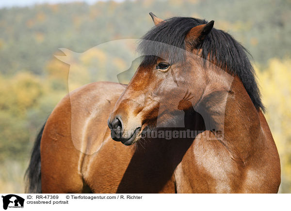 Islnder-Haflinger-Mix Portrait / crossbreed portrait / RR-47369
