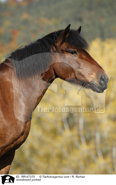 Islnder-Haflinger-Mix Portrait / crossbreed portrait / RR-47370