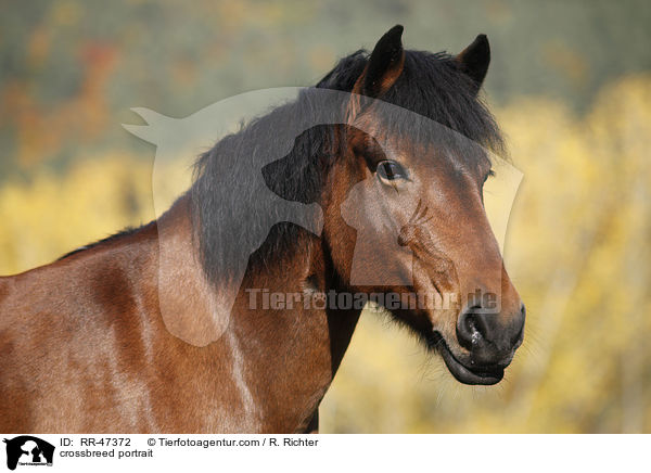 Islnder-Haflinger-Mix Portrait / crossbreed portrait / RR-47372