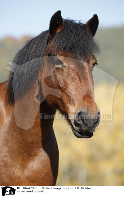 Islnder-Haflinger-Mix Portrait / crossbreed portrait / RR-47380